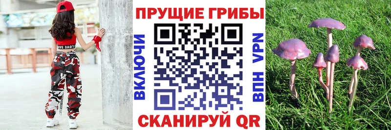 где купить наркоту  Зея  mega зеркало  Псилоцибиновые грибы мицелий 